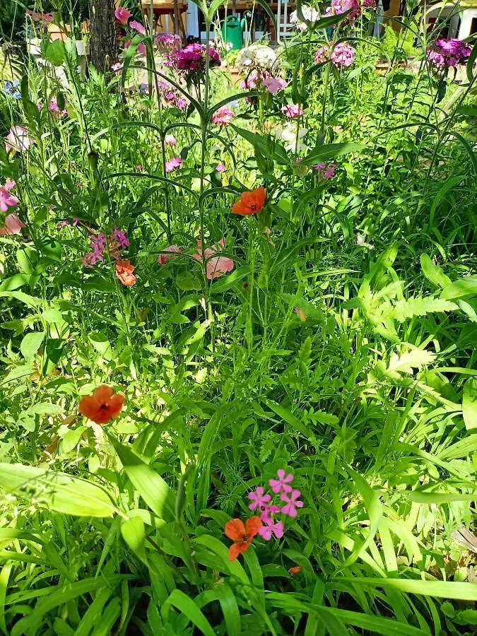 Homestay Room With A Garden Milan